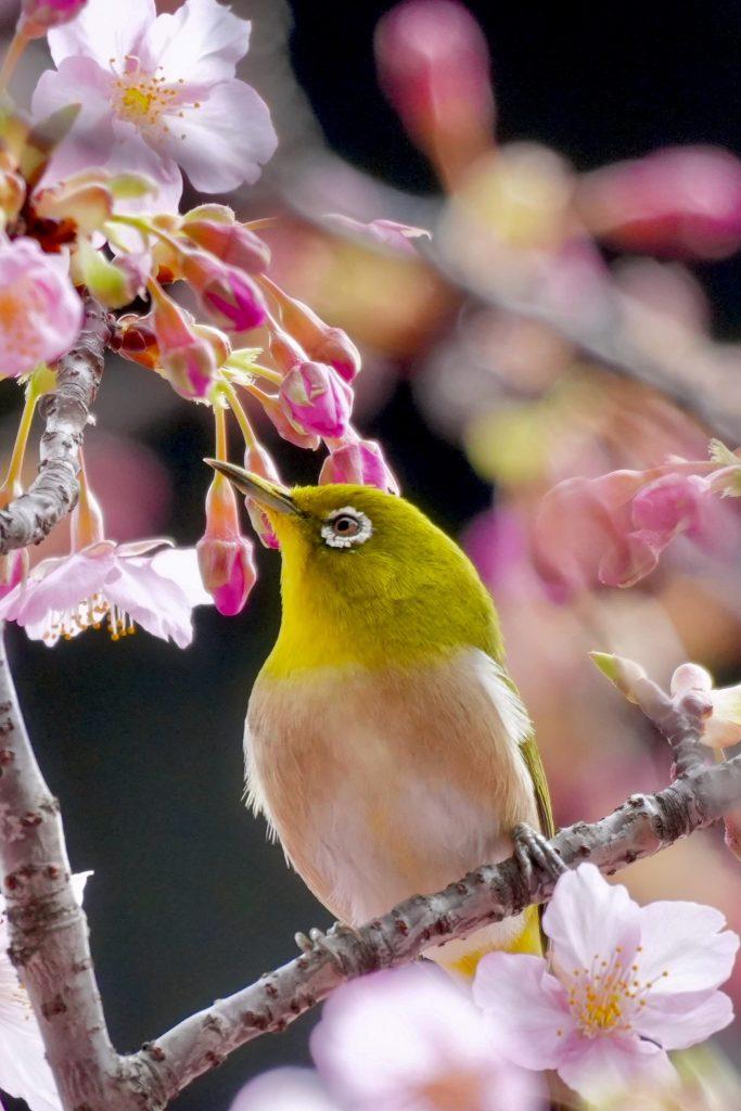 Cherry blossom wallpapers - ReallyRushai