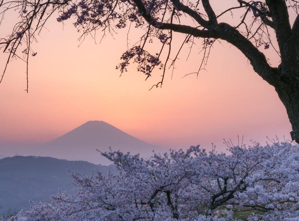 Cherry blossom wallpapers - ReallyRushai