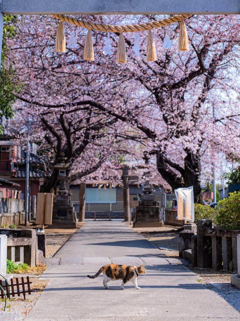 Cherry blossom wallpapers - ReallyRushai