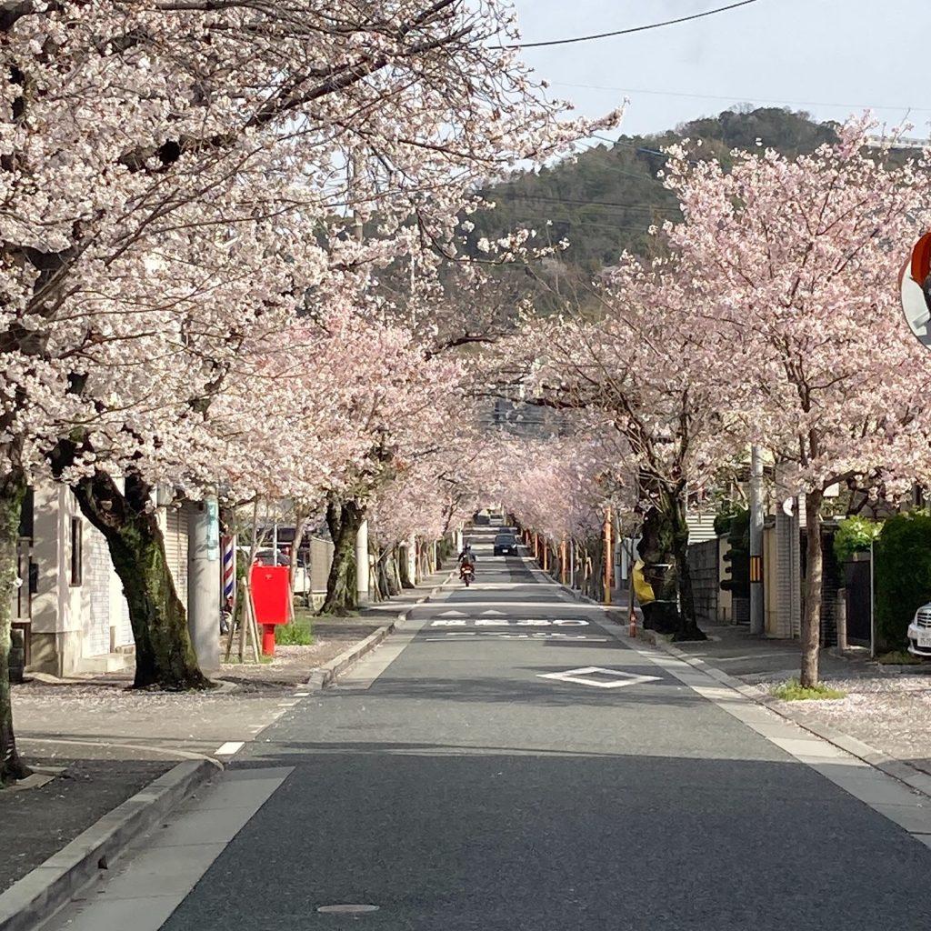 Cherry blossom wallpapers - ReallyRushai