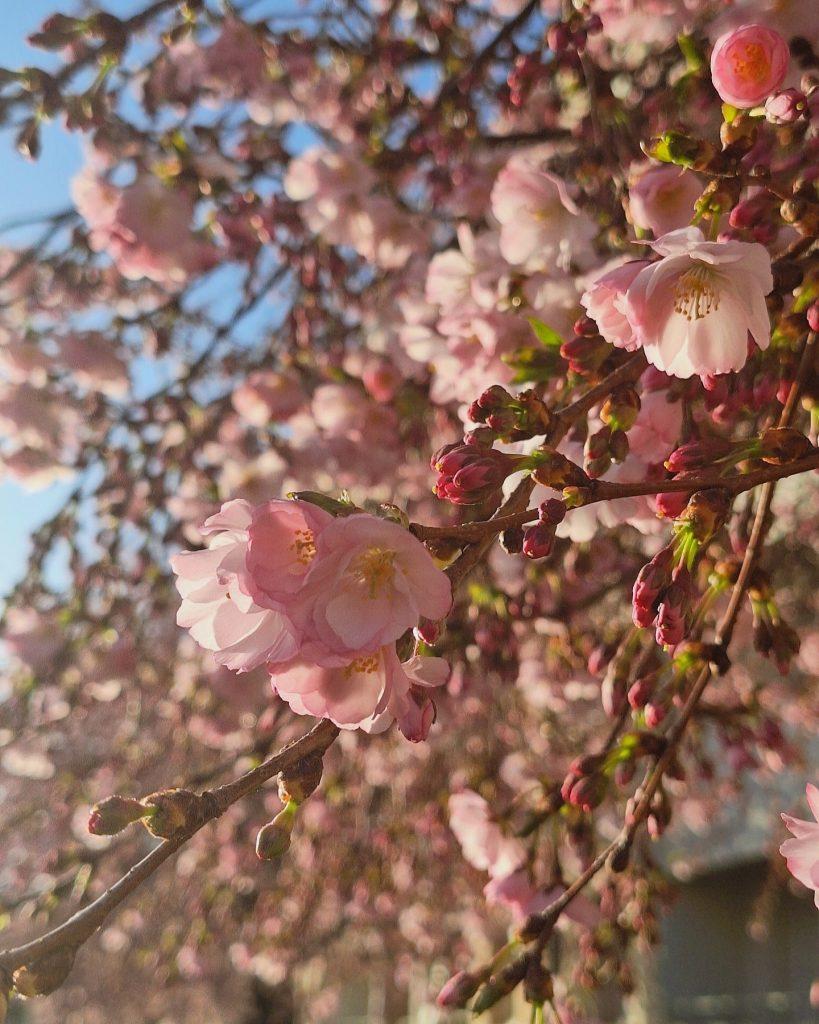 Cherry blossom wallpapers - ReallyRushai