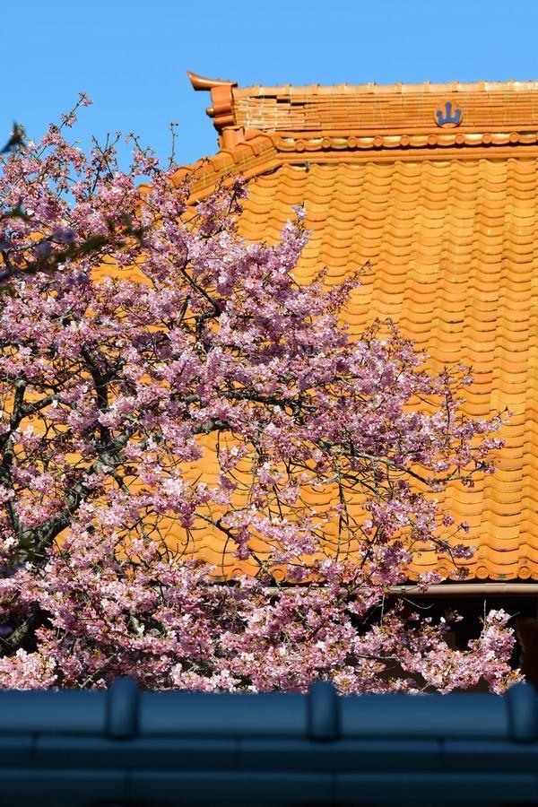 Cherry blossom wallpapers - ReallyRushai