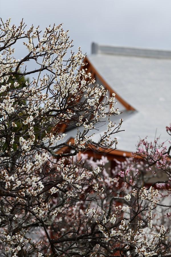 Cherry blossom wallpapers - ReallyRushai