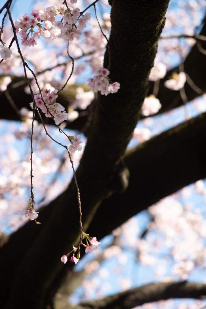 Cherry blossom wallpapers - ReallyRushai