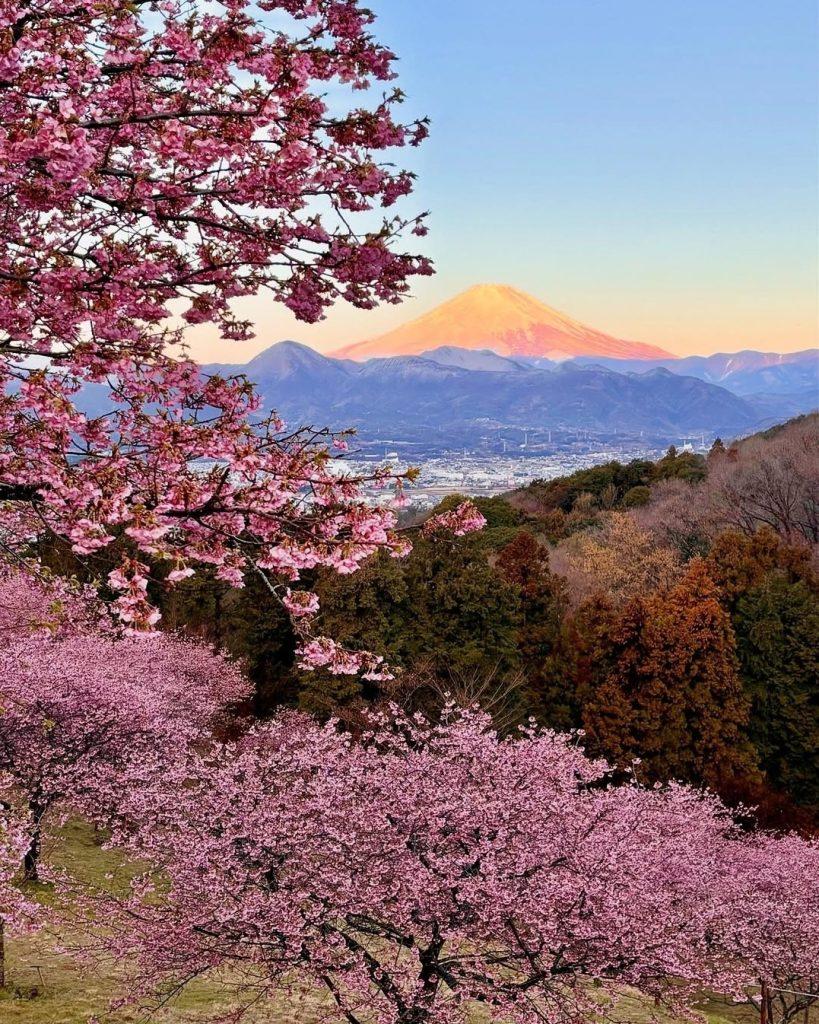 Cherry blossom wallpapers - ReallyRushai