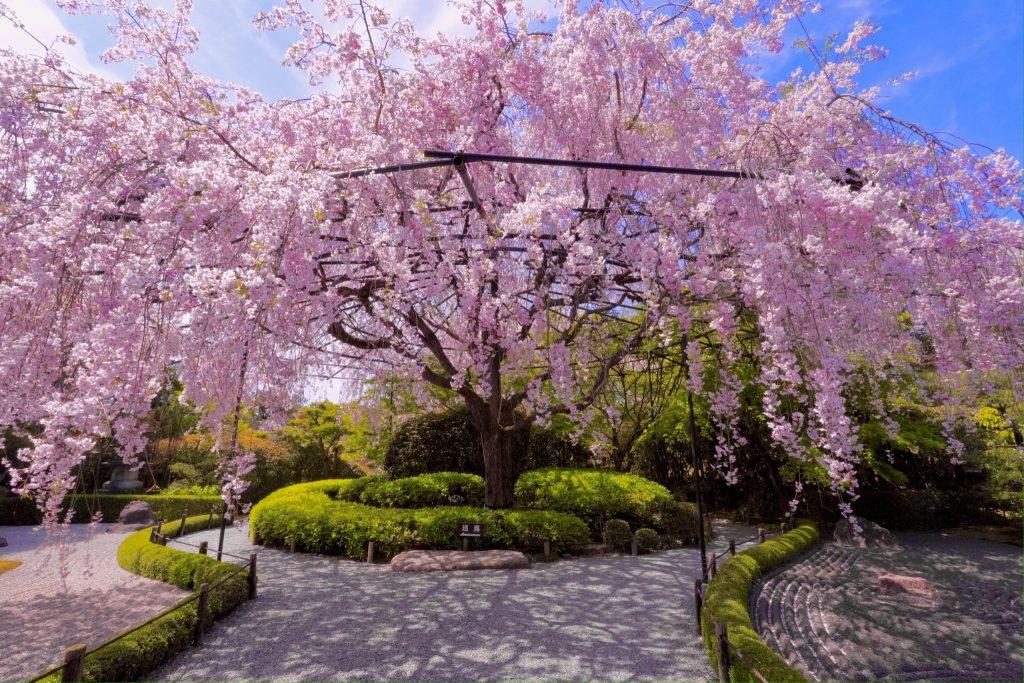 Cherry blossom wallpapers - ReallyRushai