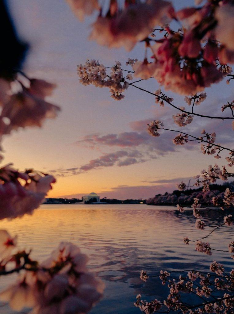 Cherry blossom wallpapers - ReallyRushai