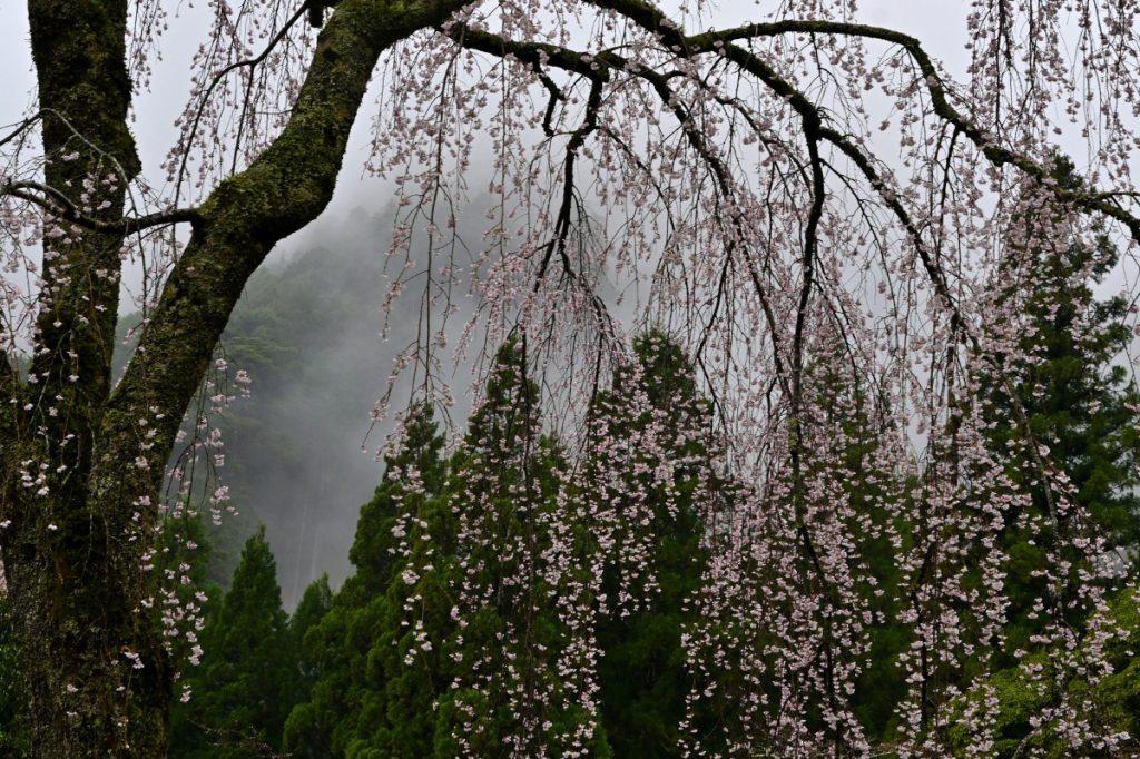 Cherry blossom wallpapers - ReallyRushai