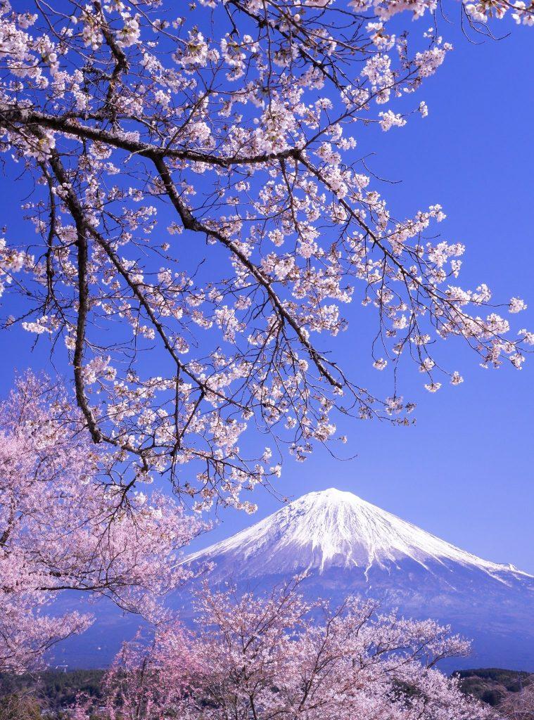 Cherry blossom wallpapers - ReallyRushai