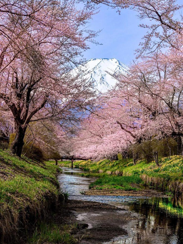 Cherry blossom wallpapers - ReallyRushai
