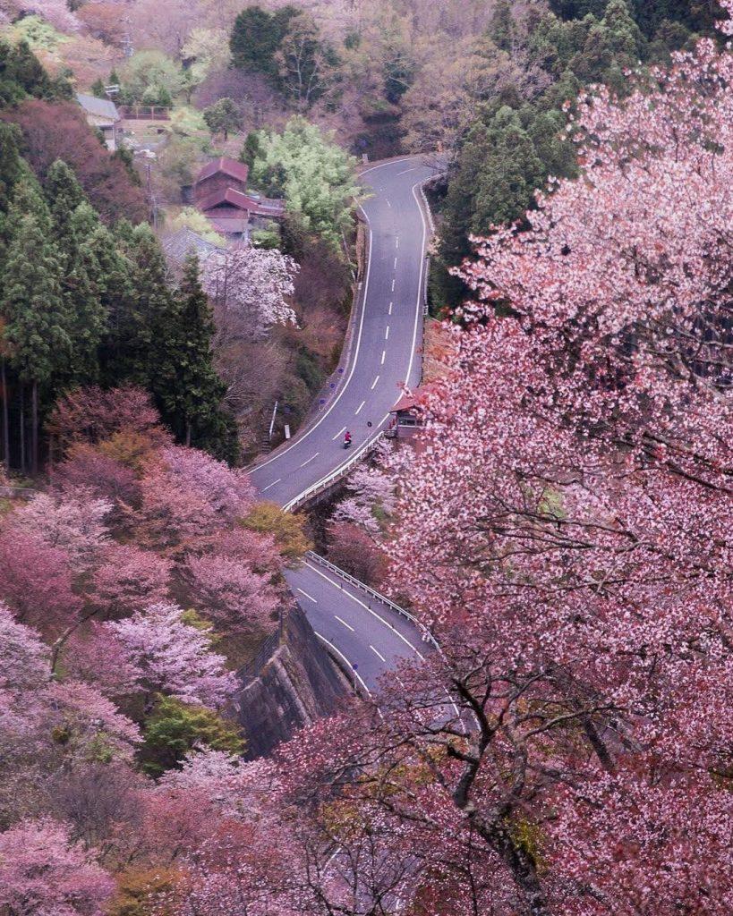 Cherry blossom wallpapers - ReallyRushai