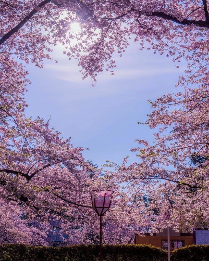 Cherry blossom wallpapers - ReallyRushai