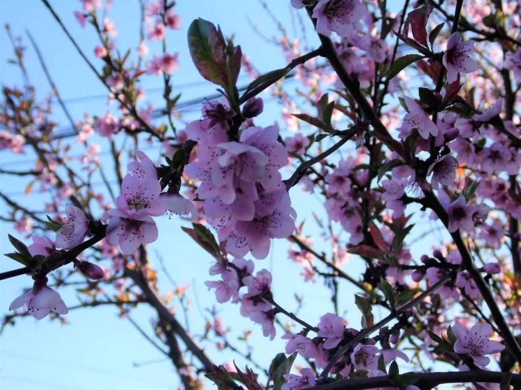 Cherry blossom wallpapers - ReallyRushai