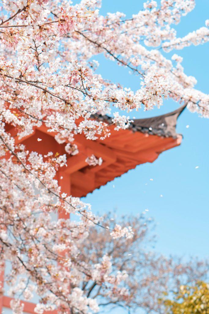 Cherry blossom wallpapers - ReallyRushai