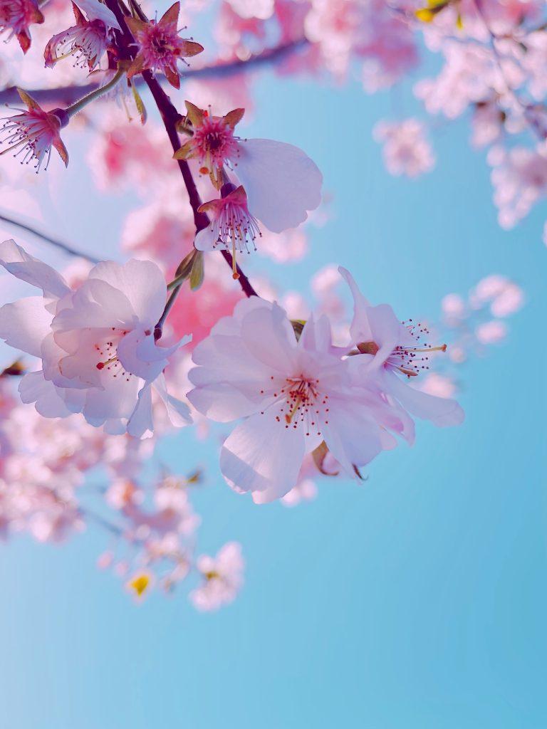 Cherry blossom wallpapers - ReallyRushai