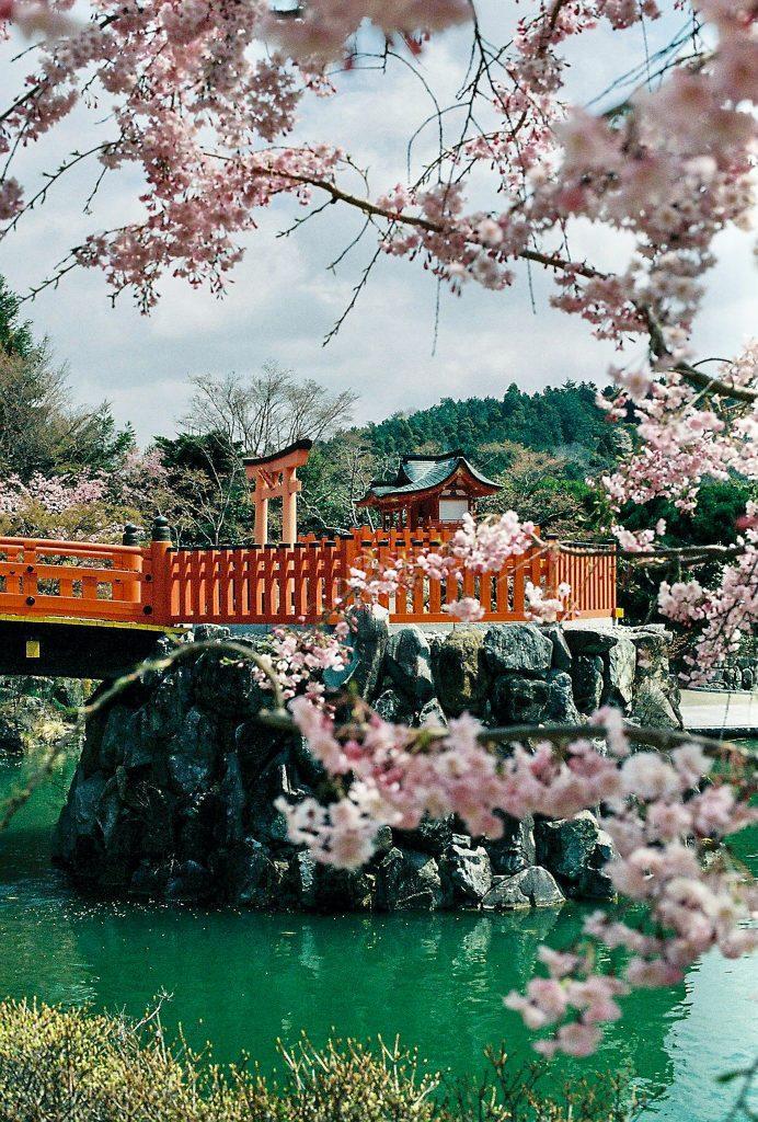 Cherry blossom wallpapers - ReallyRushai