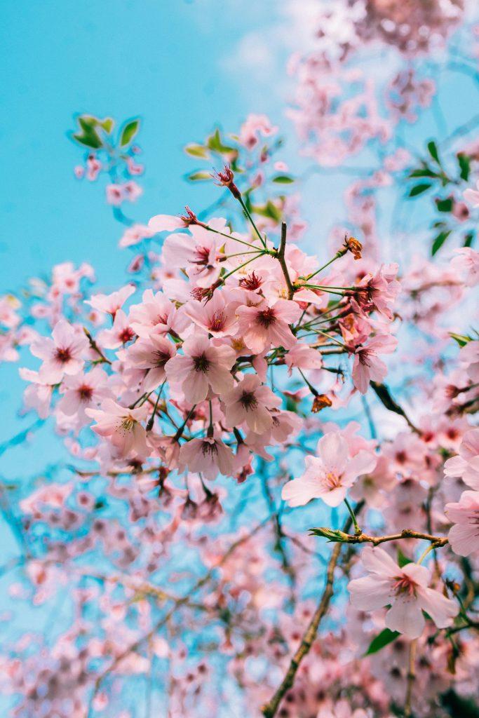 Cherry blossom wallpapers - ReallyRushai